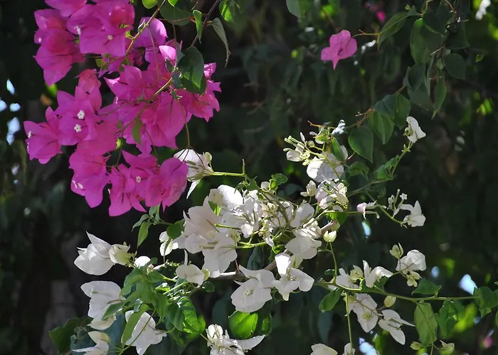 Bed & Breakfast Uysal