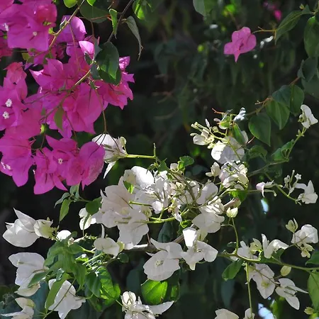 Bed & Breakfast Uysal